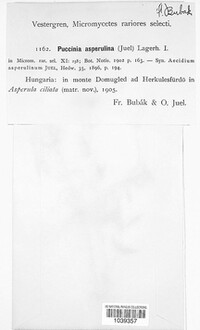 Puccinia asperulina image
